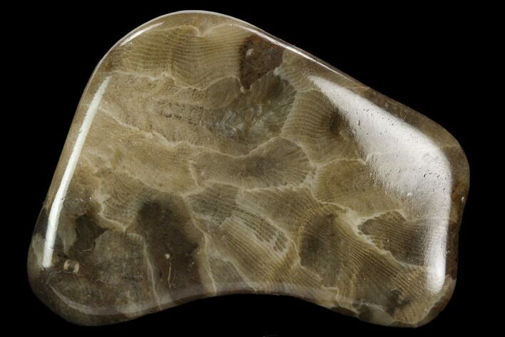 Polished Petoskey Stone (Fossil Coral) - Michigan #131050